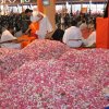 Volunteers distributing the flowers